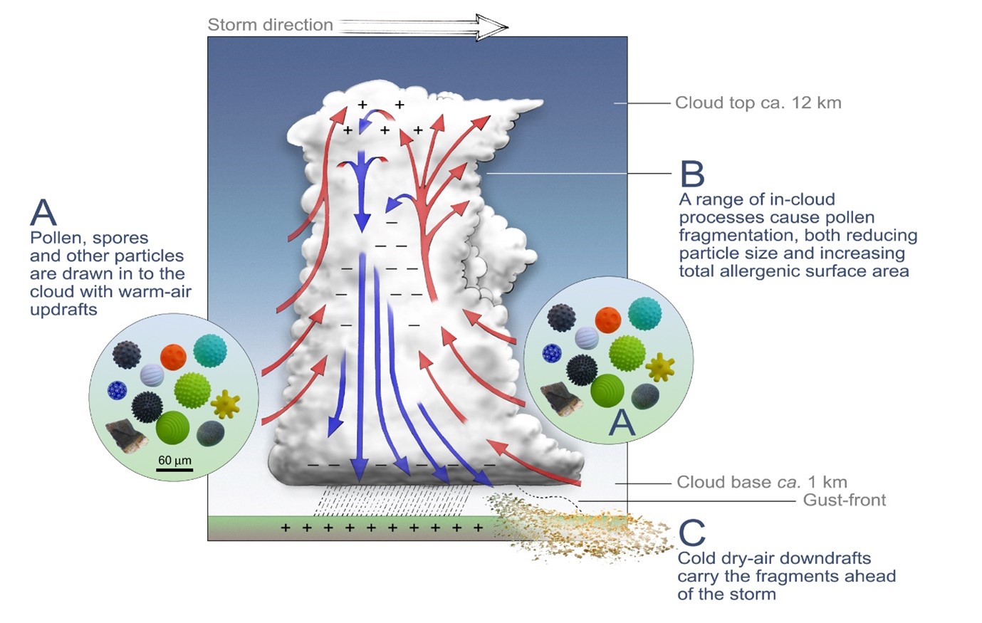 Thunderstorm asthma: a review, risks for Aotearoa New Zealand, and ...